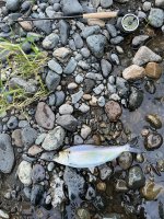 IMG_0362.jpeg
