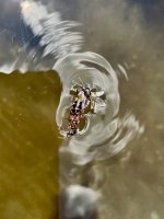 IMG_7909 (2).jpeg