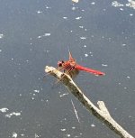 IMG_5116.jpeg IMG_5116.jpeg