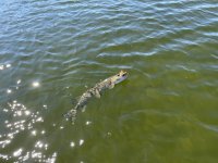 IMG_3378.jpeg IMG_3378.jpeg