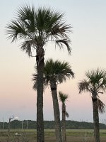 IMG_1685.jpeg