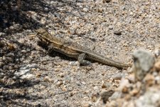 A01WesternSideBlotchedLizardFemale2187.jpg A01WesternSideBlotchedLizardFemale2187.jpg