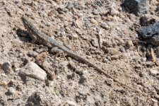 A02WesternSideBlotchedLizardFemale2672.jpg A02WesternSideBlotchedLizardFemale2672.jpg