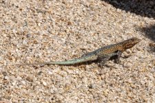 A03WesternSideBlotchedLizard2353.jpg A03WesternSideBlotchedLizard2353.jpg