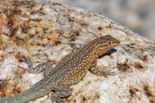 A04WesternSideBlotchedLizard2097.jpg A04WesternSideBlotchedLizard2097.jpg
