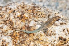 A05WesternSideBlotchedLizard2098.jpg A05WesternSideBlotchedLizard2098.jpg