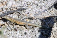 A06WesternSideBlotchedLizard2373.jpg A06WesternSideBlotchedLizard2373.jpg