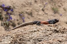 B01CommonChuckWalla2272.jpg B01CommonChuckWalla2272.jpg