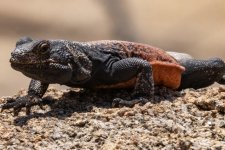 B02CommonChuckwalla2291.jpg B02CommonChuckwalla2291.jpg