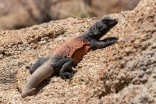 B03CommonChuckwalla2306.jpg B03CommonChuckwalla2306.jpg