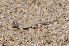 B04ZebraTailedLizard2337.jpg B04ZebraTailedLizard2337.jpg