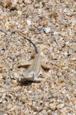 B05ZebraTailedLizard2339.jpg B05ZebraTailedLizard2339.jpg