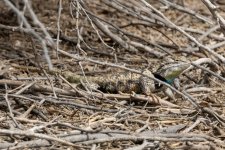 B06DesertSpinyLizard2788.jpg B06DesertSpinyLizard2788.jpg
