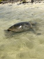 IMG_4726.jpeg