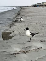 IMG_1634.jpeg
