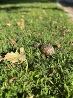 IMG_1719.jpeg