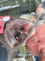 IMG_6201.jpeg