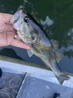 IMG_1768.jpeg