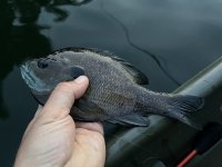 IMG_1837.jpeg