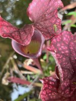 IMG_1883.jpeg