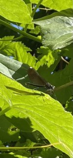 IMG_3466.jpeg IMG_3466.jpeg