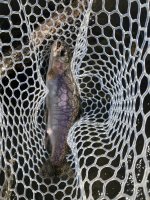 IMG_4236.jpeg
