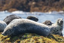 A06GraySeals7043.jpg A06GraySeals7043.jpg