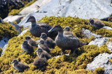 B02CommonEiderHens&Ducklings6981.jpg B02CommonEiderHens&Ducklings6981.jpg