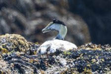 B03CommonEiderDrake6861.jpg B03CommonEiderDrake6861.jpg