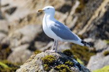 B06HerringGull6918.jpg B06HerringGull6918.jpg