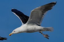 B07GreaterBlackBackedGull7219 copy.jpg B07GreaterBlackBackedGull7219 copy.jpg