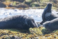 C01GraySeals7036.jpg