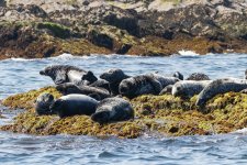 C03GraySeals7049.jpg C03GraySeals7049.jpg