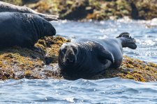 C02GraySeal7031.jpg C02GraySeal7031.jpg
