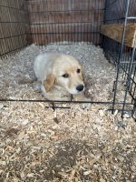 IMG_0177.jpeg