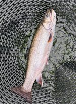 IMG_2603.jpeg