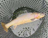 IMG_2600.jpeg