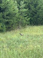 IMG_1750.jpeg