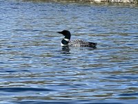 IMG_8926.jpeg