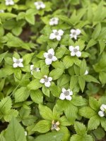 IMG_2066.jpeg