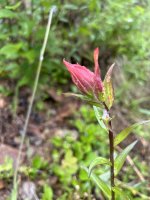 IMG_2069.jpeg