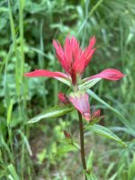 IMG_2072.jpeg