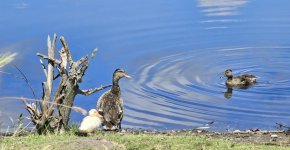 IMG_3465.jpeg