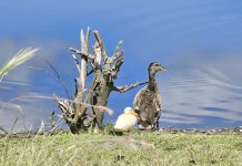 IMG_3463.jpeg