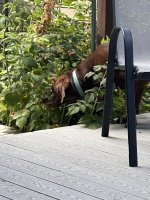 IMG_2080.jpeg