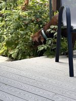 IMG_2079.jpeg