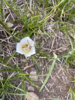 IMG_3525.jpeg