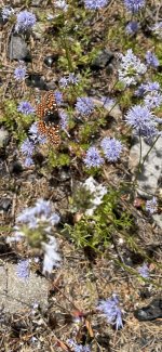 IMG_3516.jpeg