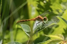A06YellowLeggedMeadowhawkDragonfly6733.jpg A06YellowLeggedMeadowhawkDragonfly6733.jpg