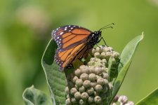 B08MonarchButterflyOnBroadleafMilkweed6815.jpg B08MonarchButterflyOnBroadleafMilkweed6815.jpg